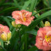 Hemerocallis `Rose Corsage` päevaliilia (1)