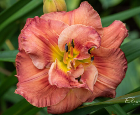 Hemerocallis `Rose Corsage` päevaliilia (2)