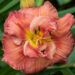 Hemerocallis `Rose Corsage` päevaliilia (2)