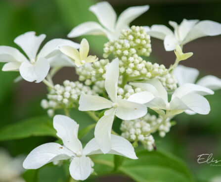 Hydrangea paniculata `Great Star` hortensia