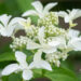 Hydrangea paniculata `Great Star` hortensia