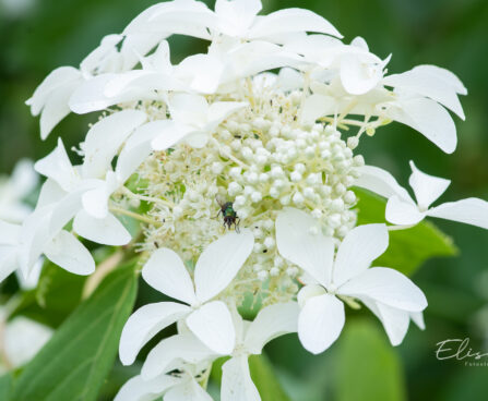 Hydrangea paniculata `Great Star` aed-hortensia (1)