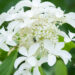 Hydrangea paniculata `Great Star` aed-hortensia (1)