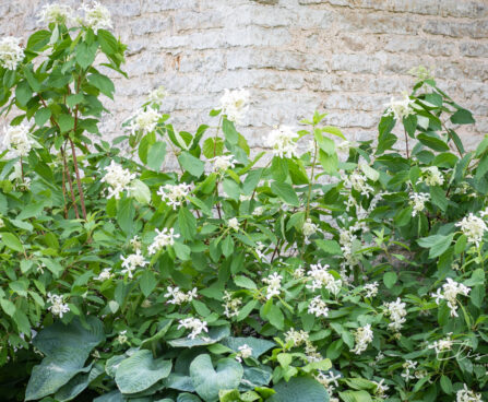 Hydrangea paniculata `Great Star` aed-hortensia (2)