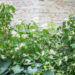 Hydrangea paniculata `Great Star` aed-hortensia (2)