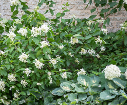 Hydrangea paniculata `Great Star` aed-hortensia (3)