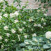 Hydrangea paniculata `Great Star` aed-hortensia (3)