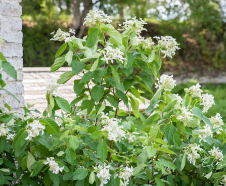 Hydrangea paniculata `Great Star` aed-hortensia (4)