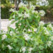 Hydrangea paniculata `Great Star` aed-hortensia (4)
