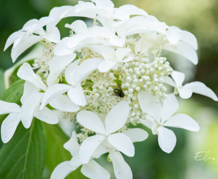 Hydrangea paniculata `Great Star` aed-hortensia (5)