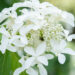 Hydrangea paniculata `Great Star` aed-hortensia (5)