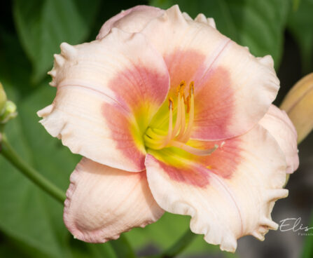 Hemerocallis `Janice Brown` aed-päevaliilia (1)