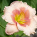 Hemerocallis `Janice Brown` aed-päevaliilia (1)