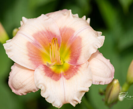 Hemerocallis `Janice Brown` aed-päevaliilia (2)