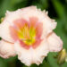 Hemerocallis `Janice Brown` aed-päevaliilia (2)