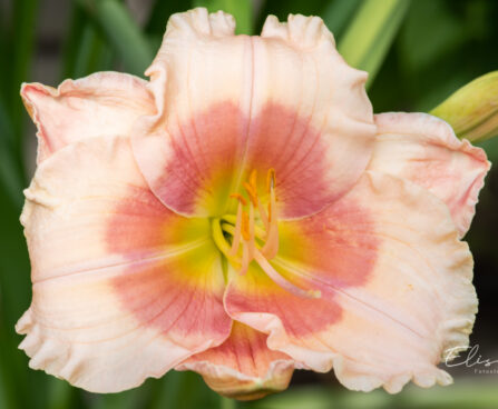 Hemerocallis `Janice Brown` aed-päevaliilia (3)