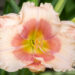 Hemerocallis `Janice Brown` aed-päevaliilia (3)