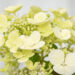 Hydrangea paniculata `Magical Fire` aed-hortensia (2)