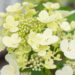 Hydrangea paniculata `Magical Fire` aed-hortensia (1)