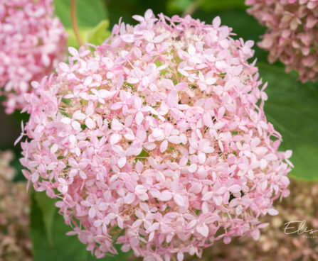 Hydrangea arborescens `Pink Annabelle` puis-hortensia (2)