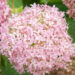 Hydrangea arborescens `Pink Annabelle` puis-hortensia (2)