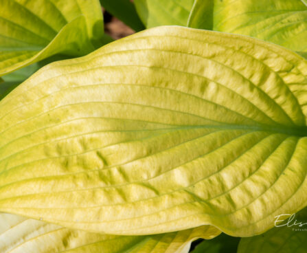 Hosta `Sun Power` (2)