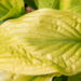 Hosta `Sun Power` (2)