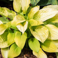 Hosta `Sun Power` (1)