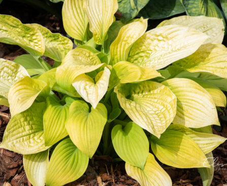 Hosta `Sun Power` (1)