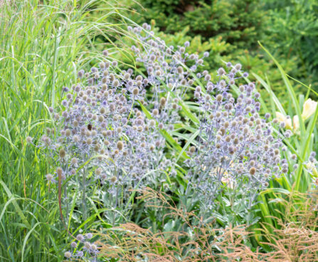 Eryngium_planum_lamedalehine_ogaputk.