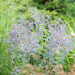Eryngium_planum_lamedalehine_ogaputk.
