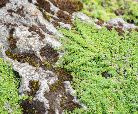 Thymus liivatee