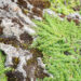 Thymus liivatee