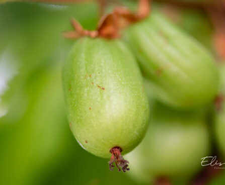 Actinidia kolomikta aktiniidia