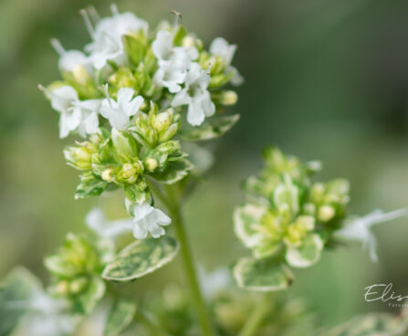 Origanum vulgare pune