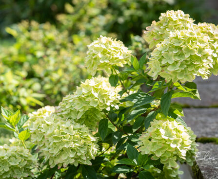 Hydrangea paniculata `Little Lime` hortensia (1)