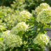 Hydrangea paniculata `Little Lime` hortensia (1)