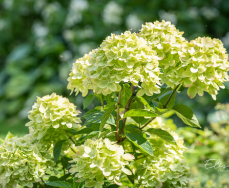 Hydrangea paniculata `Little Lime` hortensia (2)