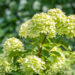 Hydrangea paniculata `Little Lime` hortensia (2)