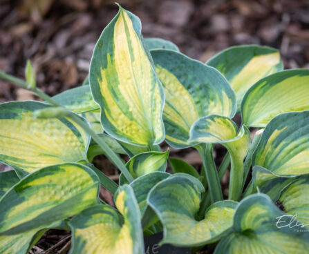 Hosta `Blue Circle`