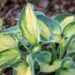 Hosta `Blue Circle`