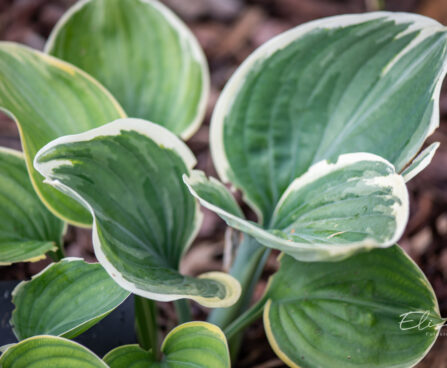 Hosta `Clifford Forest Fire`