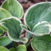 Hosta `Clifford Forest Fire`