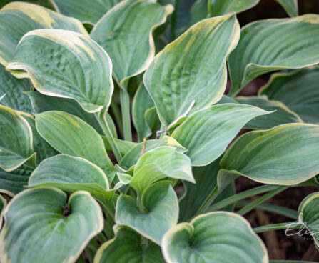 Hosta `Arc de Triomphe`