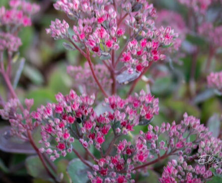 Sedum `Vera Jameson` kukehari