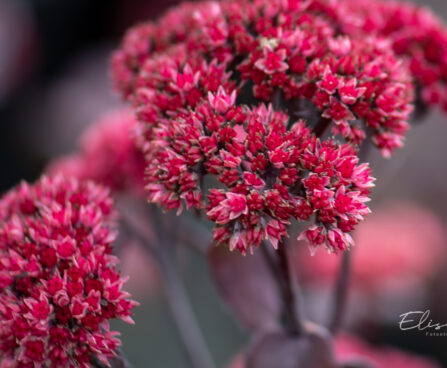 Sedum `Red Cauli` kukehari