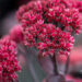 Sedum `Red Cauli` kukehari