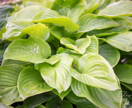 Hosta `Aphrodite`