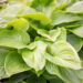 Hosta `Aphrodite`