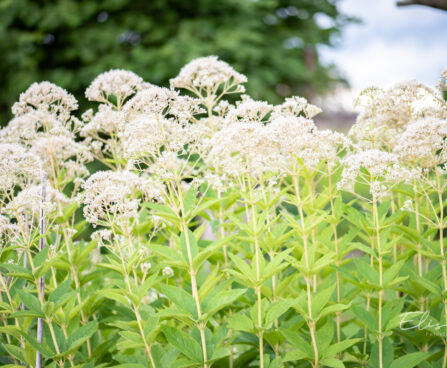 Eupatorium maculatum `Album`